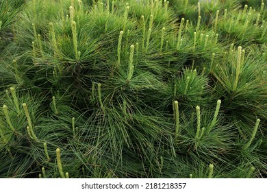 Green Branches Of Beautiful Conifer Shrub Outdoors, Closeup