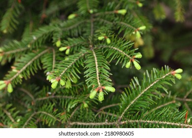 Green Branches Of Beautiful Conifer Tree Outdoors, Closeup