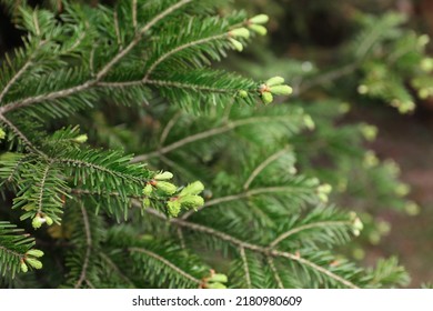 Green Branches Of Beautiful Conifer Tree Outdoors, Closeup