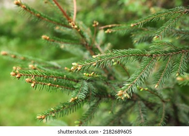 Green Branches Of Beautiful Conifer Tree With Small Cones Outdoors, Closeup