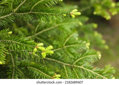 Green Branches Of Beautiful Conifer Tree Outdoors, Closeup