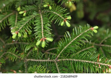 Green Branches Of Beautiful Conifer Tree Outdoors, Closeup