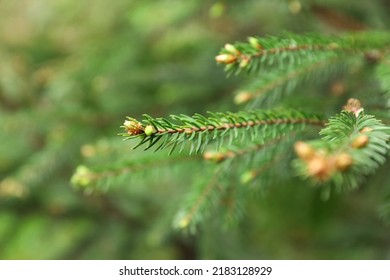 Green Branches Of Beautiful Conifer Tree With Small Cones Outdoors, Closeup