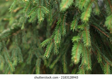 Green Branches Of Beautiful Conifer Tree Outdoors, Closeup