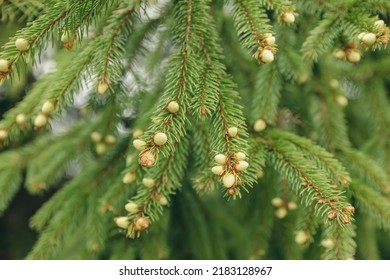 Green Branches Of Beautiful Conifer Tree With Small Cones Outdoors, Closeup