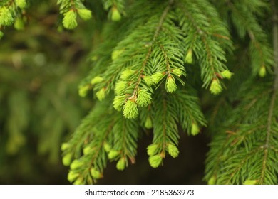 Green Branches Of Beautiful Conifer Tree Outdoors, Closeup