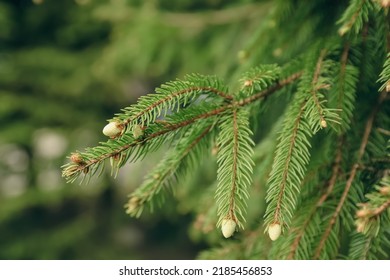 Green Branches Of Beautiful Conifer Tree With Small Cones Outdoors, Closeup