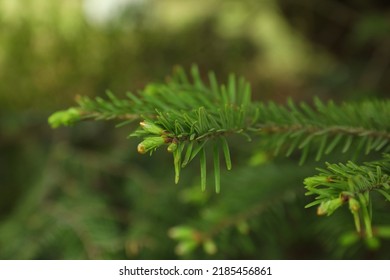 Green Branches Of Beautiful Conifer Tree Outdoors, Closeup