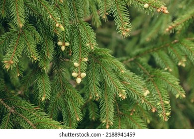 Green Branches Of Beautiful Conifer Tree With Small Cones Outdoors, Closeup