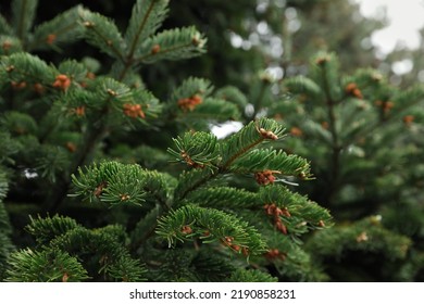 Green Branches Of Beautiful Conifer Tree Outdoors, Closeup