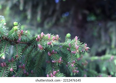 Green Branches Of Beautiful Conifer Tree With Small Cones Outdoors, Closeup.