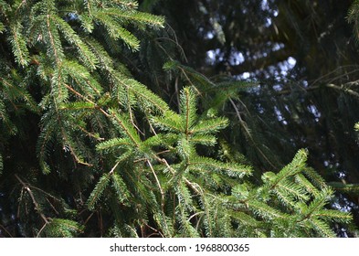 
Green Branches Of A Conifer Closeup