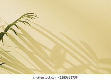 Green branches of a decorative palm tree with a shadow on a yellow background. Natural background. Selective focus - Powered by Shutterstock