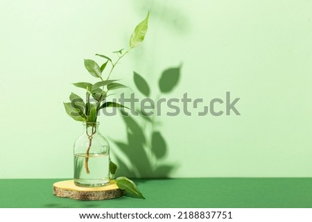 Green branches of a house plant in a glass bottle with water on a green background. Still life with plants copyspace for text