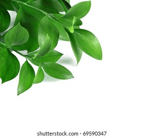 Green branches on a white background - Shutterstock ID 69590347