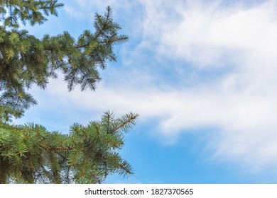 Green branches of pine on a background of blue sky. Soft focus. Place for text