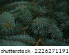 pine leaf