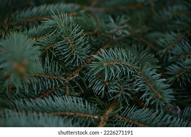  green branches of a pine tree close-up, short needles of a coniferous tree close-up on a green background, texture of needles of a Christmas tree close-up