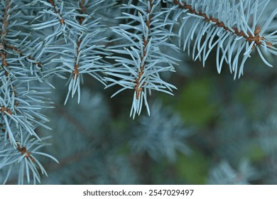 green branches of a pine tree close-up, short needles of a coniferous tree close-up on a green background, texture of needles of a Christmas tree close-up