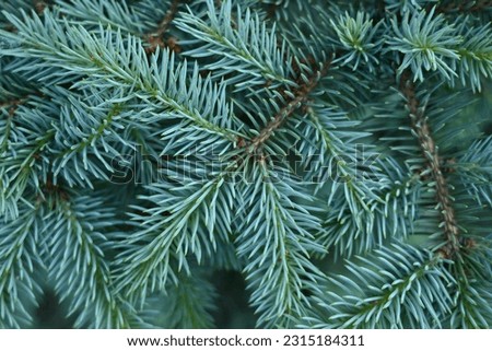 green branches of a pine tree close-up, short needles of a coniferous tree close-up on a green background, texture of needles of a Christmas tree close-up, blue pine branches, texture of pine needles