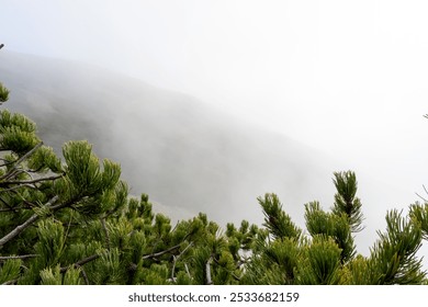 Green branches of pine trees in the foreground with misty mountain slope disappearing in the background. Natural background. High quality photo