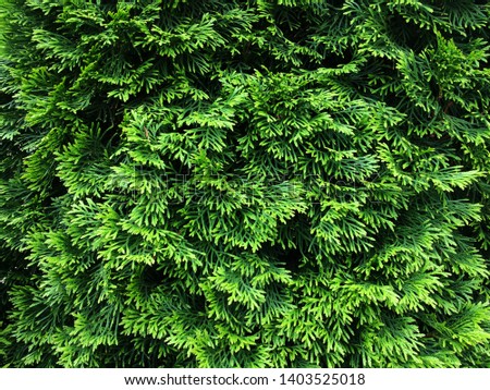 Similar – Kleine grüne Blätter in Hecke Wand Textur Hintergrund. Closeup grüne Hecke Pflanze im Garten. Eco immergrüne Hecke Wand. Natürliche Kulisse. Schönheit in der Natur. Grüne Blätter mit natürlichen Muster Tapete.