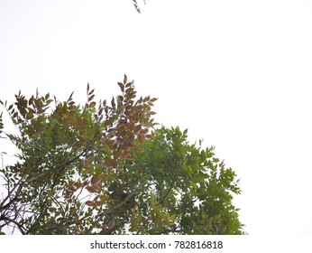 Green branches of a tree against white sky background - Shutterstock ID 782816818