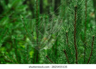 Green branches of a young pine tree. A spiderweb stretches between the tree's branches. The spiderwebs and tree needles are covered with dewdrops.