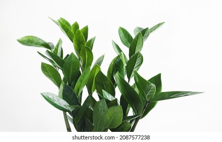 Green branches of Zamioculcas, or zamiifolia zz plant close-up, home gardening and connecting with nature concept
