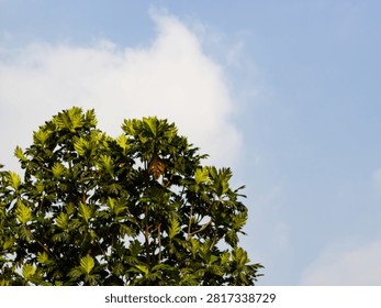 Green breadfruit tree foliage reaching up toward a bright blue sky filled with soft white clouds