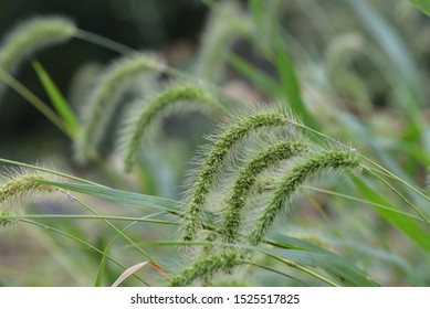 Green Bristlegrass, Green Foxtail, Close Up