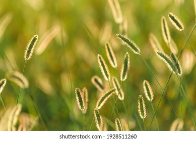 Green Bristlegrass, Green Foxtail, Close Up