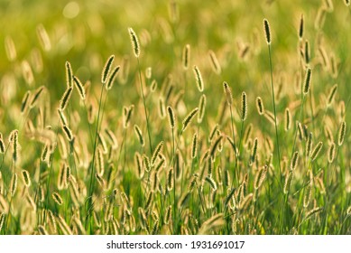 Green Bristlegrass At Sunset, Green Foxtail