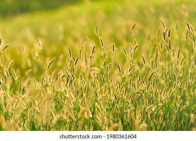 Green Bristlegrass At Sunset, Green Foxtail