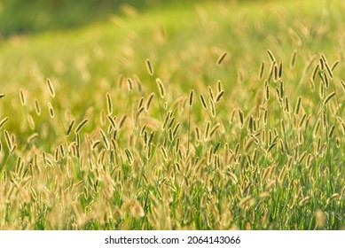 Green Bristlegrass At Sunset, Green Foxtail