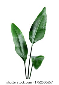 Green Broad Leaf Bird Of Paradise Tropical Plant On White Background Indoor Houseplant Botanical