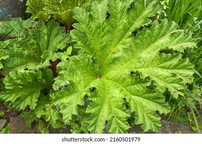 Green Broad Leaf Plant Example                            