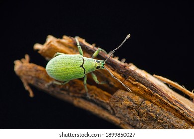 Green Broad Nosed Weevil, Polydrusus Formosus, Satara, Maharashtra, India 