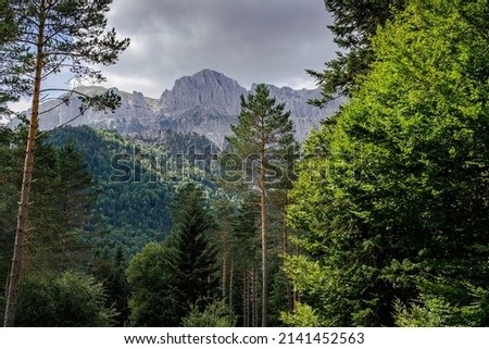Green broad-leaf and coniferous mixed forest in Selva de Oza, Valle de Hecho, Occidental Valleys Natural Park, Aragonese Pyrenees, Huesca Province, Spain