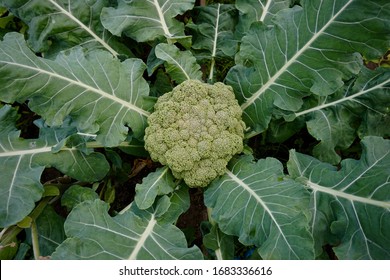 Green broccoli cabbage in garden        
