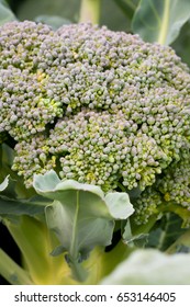 Green broccoli close-up - Shutterstock ID 653146405