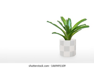 Green Bromeliad isolated on white background. - Shutterstock ID 1469491109