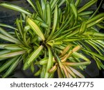 Green bromeliad plant with white stripes in the garden