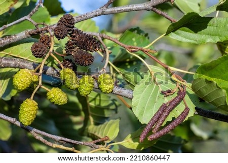 Green and brown alder cones, alder catkins.