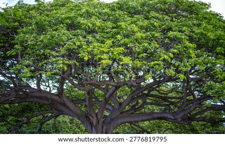 Green and Brown Banyan Tree Leaf Canopy.