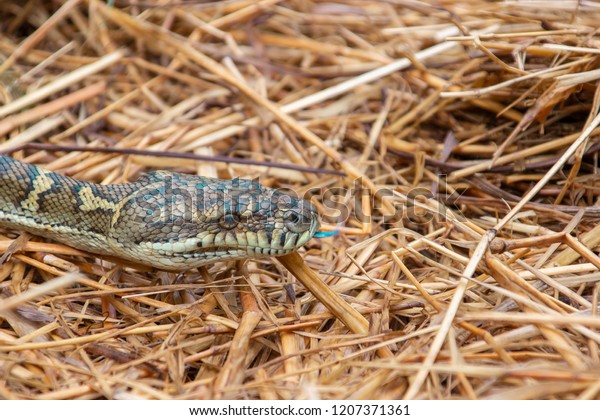 Green Brown Carpet Snake Blue Tongue Stock Photo Edit Now 1207371361