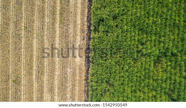 Green and brown field divided in half. Aerial view rows\
of soil before planting.Sugar cane farm pattern in a plowed field\
prepared for background. Row pattern in a plowed field prepared for\
planting 