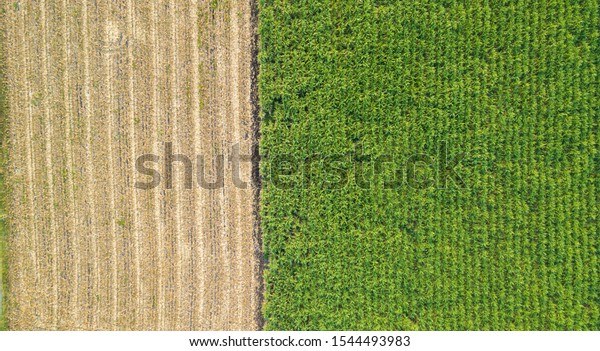 Green and brown field divided in half. Aerial view rows\
of soil before planting. Sugar cane farm pattern in a plowed field\
prepared for background. Row pattern in a plowed field prepared for\
planting 