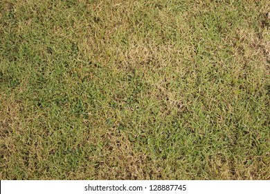 Green And Brown Grass Background