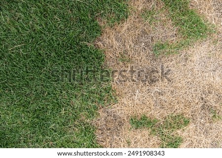 Green and Brown Lawn Patch